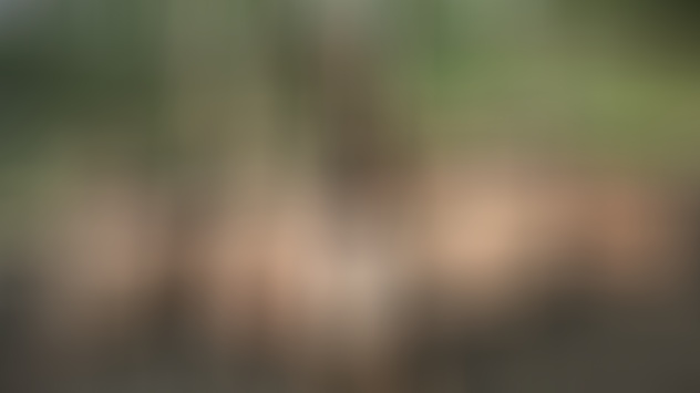 The Amazons (Virtual Reality)